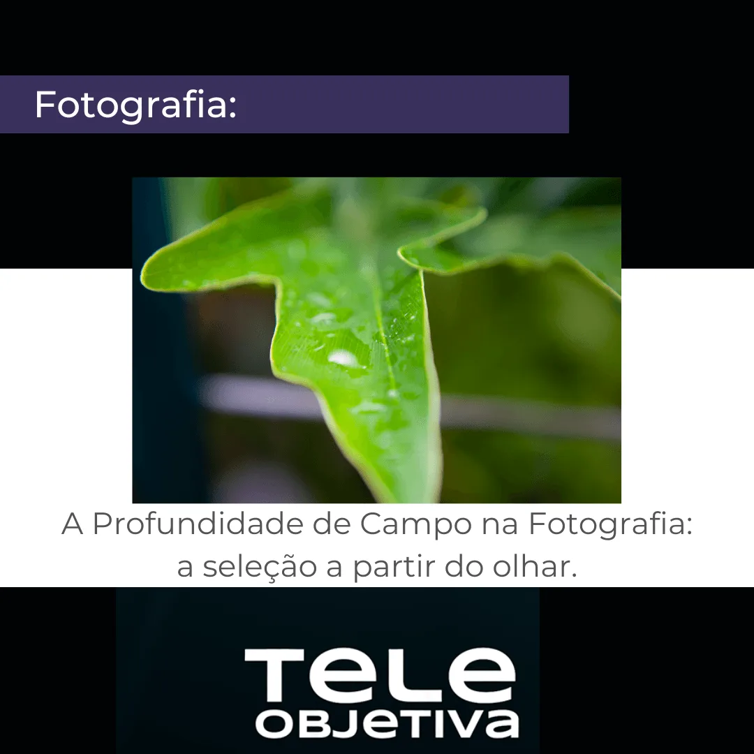 A Profundidade de Campo na Fotografia: a seleção a partir do olhar.